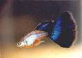Blue Delta