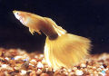 Gold Body Half Balck Yellow