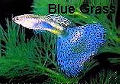 Blue Grass