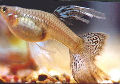 Long Finned Grass Female