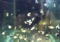 Half Black AOC Tank babies