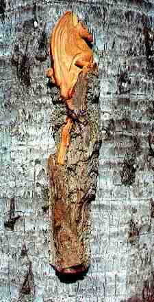 /thisolestump/perched.jpg - 39.5kb